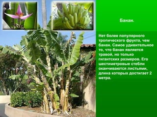 Банан.
Нет более популярного
тропического фрукта, чем
банан. Самое удивительное
то, что банан является
травой, но только
гигантских размеров. Его
шестиметровые стебли
оканчиваются листьями,
длина которых достигает 2
метра.

 