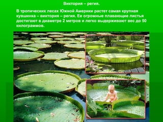 Виктория – регия.
В тропических лесах Южной Америки растет самая крупная
кувшинка – виктория – регия. Ее огромные плавающие листья
достигают в диаметре 2 метров и легко выдерживают вес до 50
килограммов.

 
