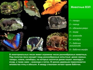 Животные ВЭЛ

1 – пекари
2 – тапир
3 – обезьяна ревун
4 – ягуар
5 – анаконда
6 – колибри
7 – бабочка
геликонида
8 – бабочка морфо
В экваториальных лесах живет огромное число разнообразных животных.
Под пологом леса находят пищу разнообразные копытные: дикие свиньи,
тапиры, олени, капибары, на которых охотятся дикие кошки: леопард и
ягуар, а также змеи – анаконда и питон. В кронах деревьев перекликается
множество птиц и обезьян. А между стволами летают яркие бабочки.

 