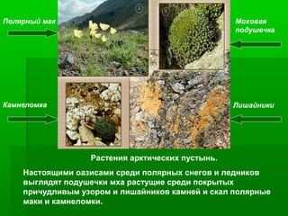 Полярный мак

Моховая
подушечка

Камнеломка

Лишайники

Растения арктических пустынь.
Настоящими оазисами среди полярных снегов и ледников
выглядят подушечки мха растущие среди покрытых
причудливым узором и лишайников камней и скал полярные
маки и камнеломки.

 