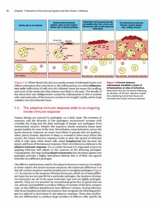 The Immune System 3rd Ed P Parham Charles Janeway | PDF