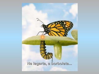 Na lagarta, a borboleta... 