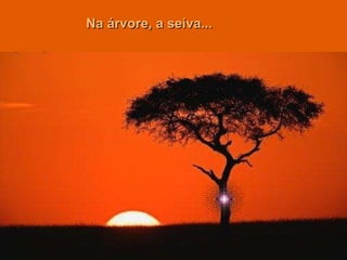 Na árvore, a seiva... 