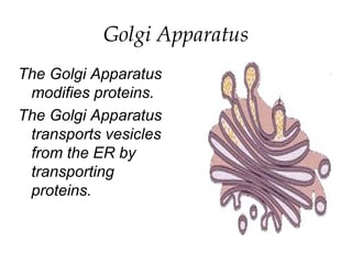 Golgi Apparatus
The Golgi Apparatus
modifies proteins.
The Golgi Apparatus
transports vesicles
from the ER by
transporting
proteins.
 