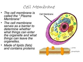 Cell Membrane
• The cell membrane is
called the “ Plasma
Membrane”
• The cell membrane
serves as a barrier to
determine whether
what things can enter
the organelle and what
things can leave the
organelles.
• Made of lipids (fats)
and contains proteins
 