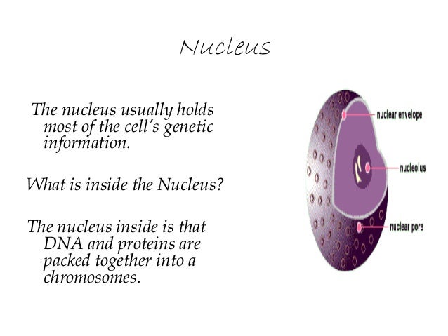 2 03 cell structure and function