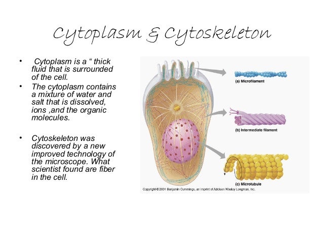 2 03 cell structure and function