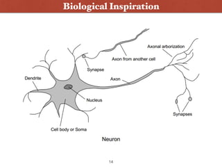 Biological Inspiration
14
 
