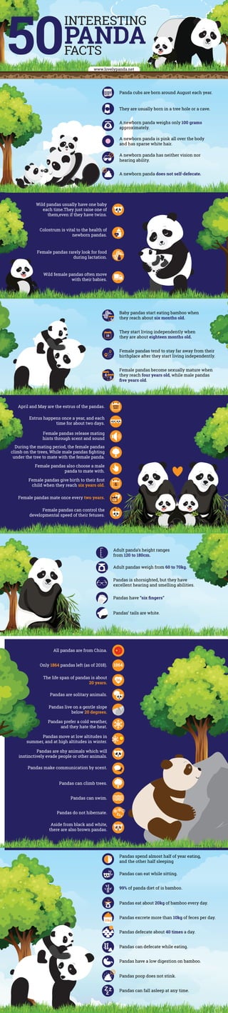 Pandas spend almost half of year eating,
and the other half sleeping
99% of panda diet of is bamboo.
Pandas can eat while sitting.
Pandas eat about 20kg of bamboo every day.
Pandas excrete more than 10kg of feces per day.
Pandas defecate about 40 times a day.
Pandas have a low digestion on bamboo.
Pandas can defecate while eating.
Pandas poop does not stink.
Pandas can fall asleep at any time.
10kg
Adult panda’s height ranges
from 120 to 180cm.
Adult pandas weigh from 60 to 70kg.
Pandas is shorsighted, but they have
excellent hearing and smelling abilities.
Pandas have “six ﬁngers”
Pandas’ tails are white.
Panda cubs are born around August each year.
They are usually born in a tree hole or a cave.
A newborn panda weighs only 100 grams
approximately.
A newborn panda is pink all over the body
and has sparse white hair.
A newborn panda has neither vision nor
hearing ability.
A newborn panda does not self-defecate.
All pandas are from China.
Only 1864 pandas left (as of 2018).
The life span of pandas is about
20 years.
Pandas are solitary animals.
Pandas live on a gentle slope
below 20 degrees.
Pandas prefer a cold weather,
and they hate the heat.
Pandas move at low altitudes in
summer, and at high altitudes in winter.
Pandas are shy animals which will
instinctively evade people or other animals.
Pandas make communication by scent.
Pandas can climb trees.
Pandas can swim.
Pandas do not hibernate.
Aside from black and white,
there are also brown pandas.
INTERESTING
FACTS
PANDA
1864
Wild pandas usually have one baby
each time.They just raise one of
them,even if they have twins.
Colostrum is vital to the health of
newborn pandas.
Female pandas rarely look for food
during lactation.
Wild female pandas often move
with their babies.
Baby pandas start eating bamboo when
they reach about six months old.
They start living independently when
they are about eighteen months old.
Female pandas tend to stay far away from their
birthplace after they start living independently.
Female pandas become sexually mature when
they reach four years old, while male pandas
ﬁve years old.
6
18
4
5
Female pandas release mating
hints through scent and sound
During the mating period, the female pandas
climb on the trees, While male pandas ﬁghting
under the tree to mate with the female panda.
Estrus happens once a year, and each
time for about two days.
April and May are the estrus of the pandas.
Female pandas mate once every two years.
Female pandas can control the
developmental speed of their fetuses.
Female pandas give birth to their ﬁrst
child when they reach six years old.
Female pandas also choose a male
panda to mate with.
APRIL
MAY
6
www.lovelypanda.net
 