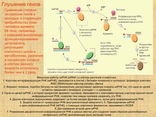 Механизм работы киРНК (siRNA ) в клетках растений и животных  1. Короткая интерферирующая РНК (киРНК), связывается в клетке с белками геликазой и нуклеазой, формируя комплекс  RISC (RNAinduced silencing complex; silence  2. Фермент геликаза, подобно бегунку на застежкемолнии, раскручивает двойную спираль киРНК так, что одна из цепей  остается связанной с геликазой, а вторая — с нуклеазой.  3. Одна из цепей киРНК, к которой прикреплен фермент нуклеаза, связывается с комплементарным участком однонитчатой информационной РНК, позволяя тем самым нуклеазе разрезать эту РНК.  4. Другие клеточные эндонуклеазы разрезают на более мелкие фрагменты, куски цепи информационной РНК.  5. Защита клетки от чужеродных РНК (внутриклеточный иммунитет). 5. Присоединение киРНК к цепи информационной РНК (мРНК), с помощью комплекса ферментов, называемого DICER.  6. Достраивание второй цепи мРНК.  7. Разрезание двуцепочечной информационной РНК в разных местах для создания таким образом разнообразных  «вторичных» киРНК, выполняющих роль заглушек генов. Глушение генов Сравнение степени  экспрессии генов в  молодых и стареющих  фибробластах кожи  человека выявило  84 гена, связанных  с реакцией воспаления,  функционированием цитоскелета, регуляцией  клеточного цикла и  метаболизма, различия  в экспрессии которых  в клетках разного  возраста отличались  более чем в 2 раза . 