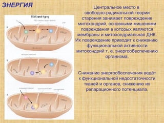 Центральное место в  свободно-радикальной теории старения занимает повреждение митохондрий, основными мишенями повреждения в которых являются мембраны и митохондриальная ДНК. Их повреждение приводит к снижению  функциональной активности митохондрий т. е. энергообеспечению организма. Снижение энергообеспечения ведёт к функциональной недостаточности тканей и органов, снижению их репарационного потенциала. ЭНЕРГИЯ 