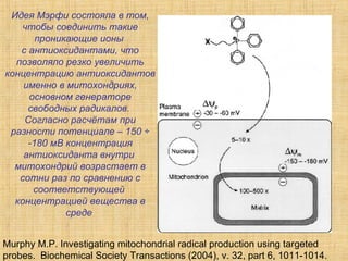 Murphy M . P . Investigating mitochondrial radical production  using targeted  probes .  Biochemical Society Transactions (2004) , v.  32, part 6 , 1011-1014. Идея Мэрфи состояла в том, чтобы соединить такие проникающие ионы  с антиоксидантами, что позволяло резко увеличить концентрацию антиоксидантов именно в митохондриях, основном генераторе свободных радикалов.  Согласно расчётам при разности потенциале – 150 ÷ -180 мВ концентрация антиоксиданта внутри  митохондрий возрастает в сотни раз по сравнению с соответствующей  концентрацией вещества в среде   
