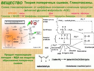 Теория поперечных сшивок. Гликотоксины. Схема гликозилирования: от шиффовых оснований к конечным продуктам ( a dvanced  g lycated  e ndproducts  - AGE) ВРЕМЯ :  часы   дни   недели ,  месяцы Глюкоза  + NH2R  Шиффовы основания   продукты Амадори  AGE Продукт пероксидации липидов – МДА как индуктор образования поперечных сшивок ВЕЩЕСТВО 
