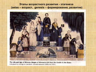 Этапы возрастного развития  -  этагенеза  ( aetas  – возраст,  genesis  – формирование, развитие) 