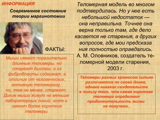 Теломерная модель во многом подтвердилась. Но у нее есть небольшой недостаток — она неправильна. Точнее она верна только там, где дело  касается не старения, а других вопросов, где мои предсказа ния полностью оправдались. А. М. Оловников, создатель те- ломерной модели старения,  2003 г. ФАКТЫ: Мыши имеют поразительно  длинные теломеры, но стареют быстро, а их фибробласты содержат, в отличие от человеческих, активную теломеразу,  но, тем не менее, стареют.  Дикие мыши живут не меньше  лабораторных линий, хотя и  имеют более короткие теломеры. Теломеры разных хромосом сильно различаются по своей длине,  однако никаких свидетельств в пользу того, что самая короткая  теломера определяет продолжительность жизни  не получено. . ИНФОРМАЦИЯ Современное состояние  теории маргинотомии 
