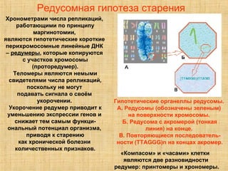Редусомная гипотеза старения Гипотетические органеллы редусомы.  А. Редусомы (обозначены зеленым)  на поверхности хромосомы.  Б. Редусома с акромерой (тонкая линия) на конце.  В. Повторяющиеся последователь- ности (TTAGGG)n на концах акромер. Хронометрами числа репликаций,  работающими по принципу маргинотомии,  являются гипотетические короткие  перихромосомные линейные ДНК  –  редумеры , которые копируются  с участков хромосомы (проторедумер). Теломеры являются немыми свидетелями числа репликаций, поскольку не могут  подавать сигнала о своём  укорочении.  Укорочение редумер приводит к уменьшению экспрессии генов и  снижает тем самым функци- ональный потенциал организма,  приводя к старению как хронической болезни  количественных признаков. «Компасом» и «часами» клетки  являются две разновидности редумер: принтомеры и хрономеры. 