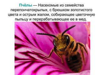 Пчёлы — Насекомые из семейства
перепончатокрылых, с брюшком золотистого
цвета и острым жалом, собирающее цветочную
пыльцу и перерабатывающее ее в мед.

 