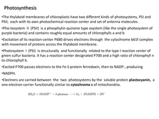 Photosynthesis
•The thylakoid membranes of chloroplasts have two different kinds of photosystems, PSI and
PSII, each with its own photochemical reaction center and set of antenna molecules.
•Pho-tosystem II (PSII) is a pheophytin-quinone type osystem (like the single photosystem of
purple bacteria) and contains roughly equal amounts of chlorophylls a and b
•Excitation of its reaction-center P680 drives electrons through the cytochrome b61f complex
with movement of protons across the thylakoid membrane.
•Photosystem I (PSI) is structurally and functionally related to the type I reaction center of
green sulfur bacteria. It has a reaction center designated P700 and a high ratio of chlorophyll n
to chlorophyll b.
•Excited P700 passes electrons to the Fe-S protein ferredoxin, then to NADP-, producing
•NADPH.
•Electrons are carried between the two photosystems by the soluble protein plastocyanin, a
one-electron carrier functionally simiiar to cytochrome c of mitochondria.
 