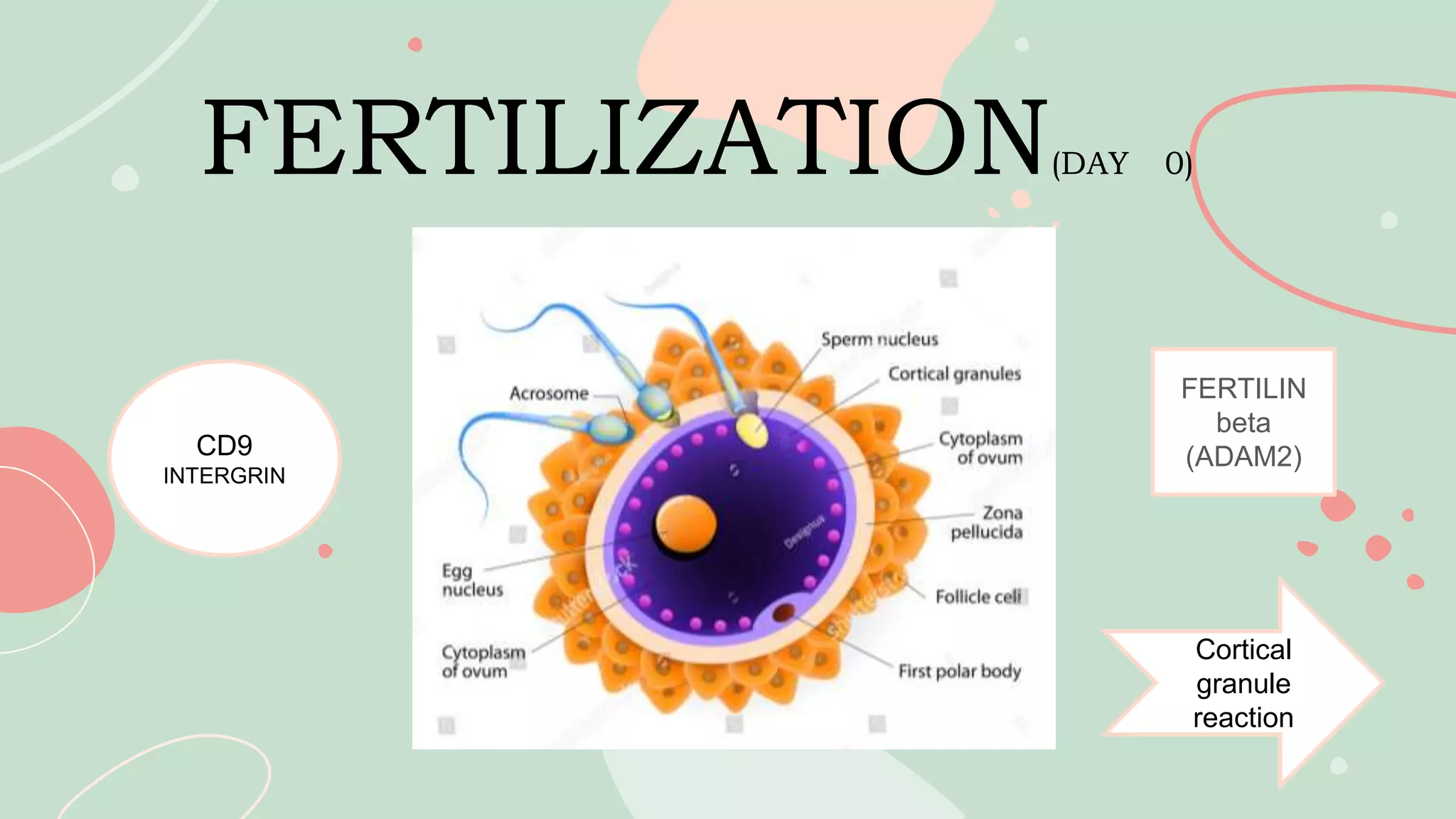 FERTILIZATION(DAY 0)
CD9
INTERGRIN
FERTILIN
beta
(ADAM2)
Cortical
granule
reaction
