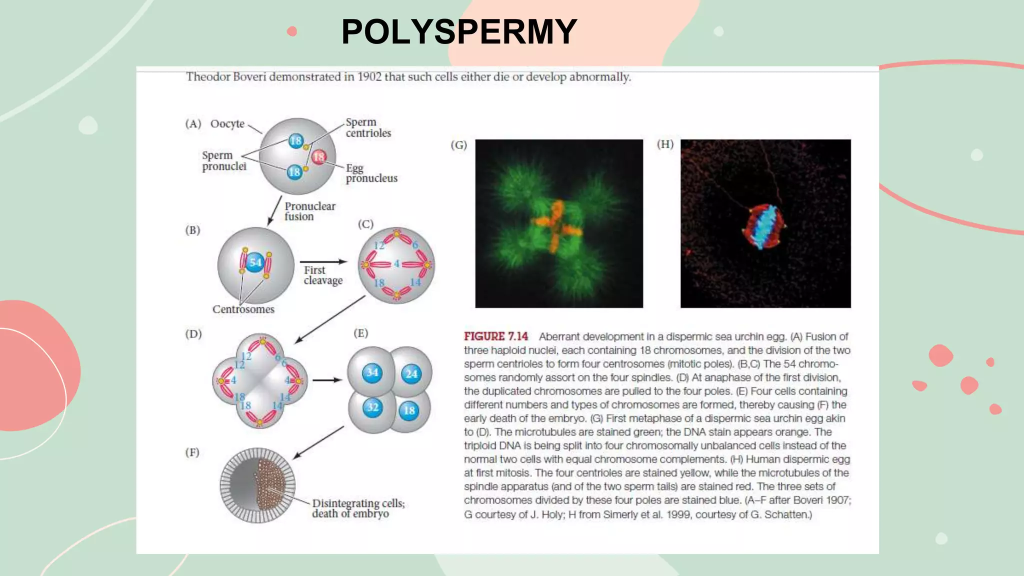 POLYSPERMY