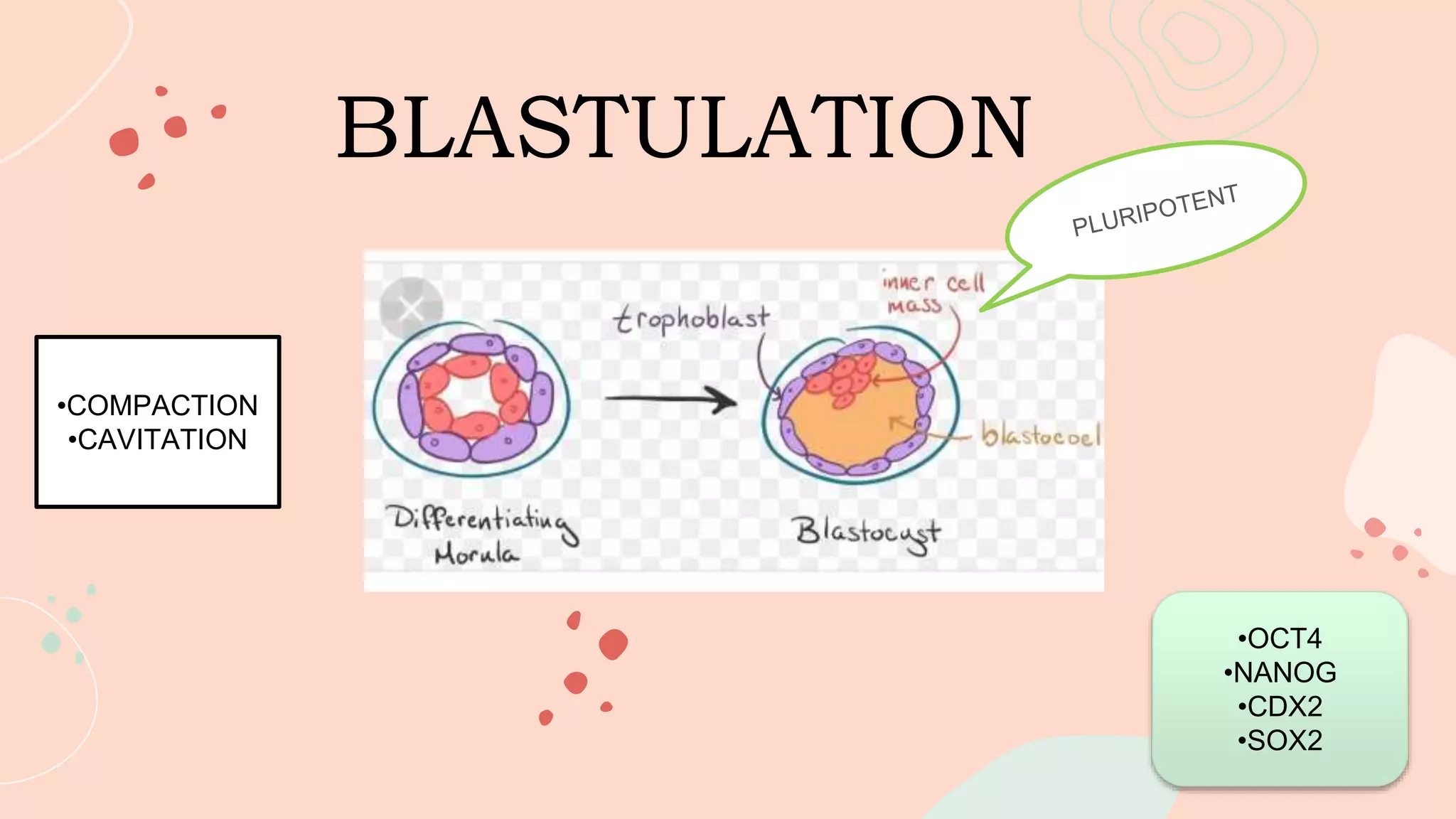 BLASTULATION
•COMPACTION
•CAVITATION
•OCT4
•NANOG
•CDX2
•SOX2