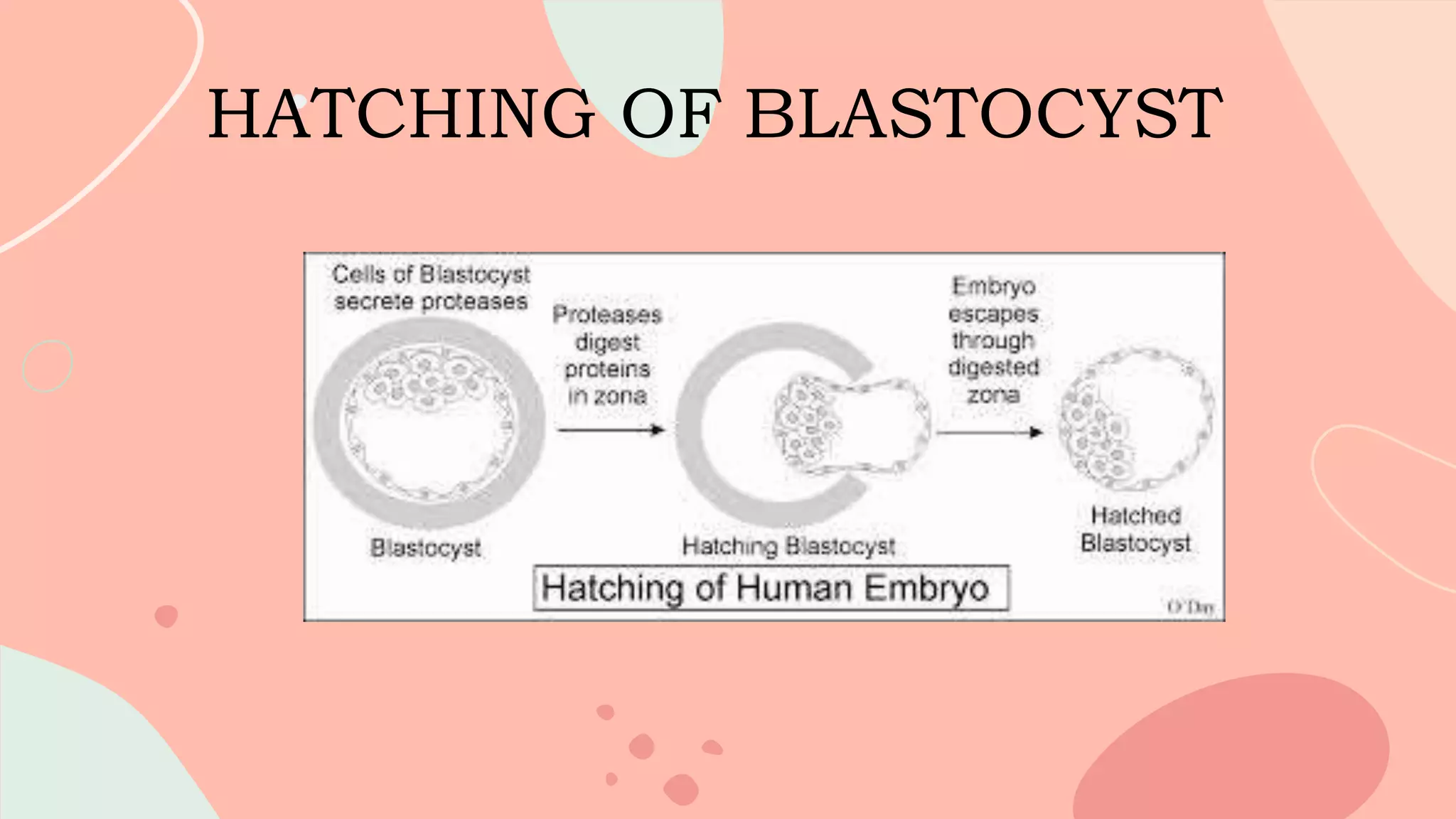HATCHING OF BLASTOCYST
“