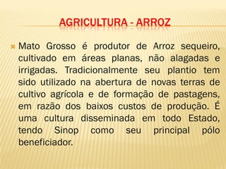 AGRICULTURA - ARROZ
 Mato Grosso é produtor de Arroz sequeiro,
cultivado em áreas planas, não alagadas e
irrigadas. Tradicionalmente seu plantio tem
sido utilizado na abertura de novas terras de
cultivo agrícola e de formação de pastagens,
em razão dos baixos custos de produção. É
uma cultura disseminada em todo Estado,
tendo Sinop como seu principal pólo
beneficiador.
 