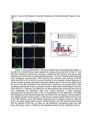 7
Figure 2: Loss of Gli3 Results in Aberrant Positioning of Dorsal-Derived Progeny in the
OB
Figure 2. Loss of Gli3 Results in Aberrant Positioning of Dorsal-Derived Progeny in
the OB. (A-L) Ad:GFAPp-Cre was injected into dorsal and ventral SVZ of Gli3 +/+ and
Gli3 fl/fl conditional animals also carrying a conditional GFP reporter and brains were
collected one month later to analyze labeled progeny. The GFP reporter labels cells that
have undergone recombination. GFP staining was combined with staining of GFAP
within the SVZ (A, B, G and H) to confirm the site of virus injection. Dorsal injections in
control animals primarily generated superficial labeled cells (C-D) that are distant from
the core of the OB (indicated by the dashed line). Injections in the dorsal SVZ of Gli3
conditional animals gave rise to a greater number of deep cells located close to the core
of the OB (E-F), However, the distribution of cells resulting from dorsal Gli3 loss did not
fully recapitulate the distribution seen from ventral injections in either genotype
(compare light red and blue bars in M). M. Quantification of the distribution of labeled
Gli3 wildtype and Gli3 floxed animals after ad:GFAPp-Cre viral injection. Dorsal injection
into wildtype (bright red bar) results in cells that are mostly located distant from the core
of the OB. However, upon Gli3 ablation (pale blue bar) increased numbers of cells are
seen in the deep region (pale red bar). Ventral injection into Gli3 floxed animals shows
that the ablation of Gli3 has no effect on cell distribution (comparing bright and pale
blue). Error bars, mean +/- SEM from the indicated number of mice. Scale bars, 50 µm.
 