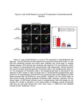 8
Figure 3: Loss of Gli3 Results in a Loss of TH expression in Dorsal-Derived OB
Neurons
Figure 3. Loss of Gli3 Results in a Loss of TH expression in Dorsal-Derived OB
Neurons (A-I) Ad:GFAPp-Cre was injected into dorsal and ventral SVZ of Gli3 +/+ and
Gli3 fl/fl conditional animals and brains were collected one month later to analyze
labeled progeny. GFP staining was combined with staining of TH and Calbindin, which
are markers of dorsal-derived and ventral-derived cells respectively. Dorsal injections
into control animals primarily generate TH-positive cells in the periglomerular layer (A-
C). The production of TH-positive cells in the periglomerular layer is decreased in the
absence of Gli3, similar to rates as those seen in ventral-derived periglomerular layer
cells (G-I). M. Quantification of the GFP/TH co-expressing cells in Gli3 wildtype and Gli3
floxed animals after Ad:GFAPp-Cre viral injection. Injections into the dorsal region of
Gli3 control animals primarily generate TH-positive cells. However, injections into the
dorsal region of Gli3 floxed animals result in periglomerular cells that largely do not
express TH, similar to injections in the ventral region of wildtype animals (comparing
pale blue bar and pale orange bar). Error bars, mean +/- SEM from the indicated
number of mice. Scale bars, 10 µm.
 