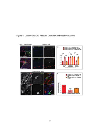 9
Figure 4. Loss of Gli2-Gli3 Rescues Granule Cell Body Localization
 