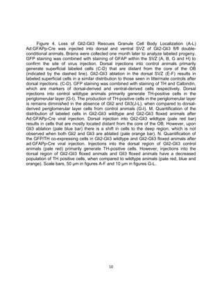 10
Figure 4. Loss of Gli2-Gli3 Rescues Granule Cell Body Localization (A-L)
Ad:GFAPp-Cre was injected into dorsal and ventral SVZ of Gli2-Gli3 fl/fl double-
conditional animals. Brains were collected one month later to analyze labeled progeny.
GFP staining was combined with staining of GFAP within the SVZ (A, B, G and H) to
confirm the site of virus injection. Dorsal injections into control animals primarily
generate superficial labeled cells (C-D) that are distant from the core of the OB
(indicated by the dashed line). Gli2-Gli3 ablation in the dorsal SVZ (E-F) results in
labeled superficial cells in a similar distribution to those seen in littermate controls after
dorsal injections. (C-D). GFP staining was combined with staining of TH and Calbindin,
which are markers of dorsal-derived and ventral-derived cells respectively. Dorsal
injections into control wildtype animals primarily generate TH-positive cells in the
periglomerular layer (G-I). The production of TH-positive cells in the periglomerular layer
is remains diminished in the absence of Gli2 and Gli3(J-L), when compared to dorsal-
derived periglomerular layer cells from control animals (G-I). M. Quantification of the
distribution of labeled cells in Gli2-Gli3 wildtype and Gli2-Gli3 floxed animals after
Ad:GFAPp-Cre viral injection. Dorsal injection into Gli2-Gli3 wildtype (pale red bar)
results in cells that are mostly located distant from the core of the OB. However, upon
Gli3 ablation (pale blue bar) there is a shift in cells to the deep region, which is not
observed when both Gli2 and Gli3 are ablated (pale orange bar). N. Quantification of
the GFP/TH co-expressing cells in Gli2-Gli3 wildtype and Gli2-Gli3 floxed animals after
ad:GFAPp-Cre viral injection. Injections into the dorsal region of Gli2-Gli3 control
animals (pale red) primarily generate TH-positive cells. However, injections into the
dorsal region of Gli2-Gli3 floxed animals and Gli3 floxed animals have a decreased
population of TH positive cells, when compared to wildtype animals (pale red, blue and
orange). Scale bars, 50 µm in figures A-F and 10 µm in figures G-L.
 