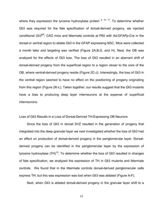 12
where they expression the tyrosine hydroxylase protein 8, 10, 17
. To determine whether
Gli3 was required for the fate specification of dorsal-derived progeny, we injected
conditional Gli3fl/fl
; CAG mice and littermate controls at P60 with Ad:GFAPp-Cre in the
dorsal or ventral region to ablate Gli3 in the GFAP expressing NSC. Mice were collected
a month later and targeting was verified (Figure 2A,B,G, and H). Next, the OB was
analyzed for the effects of Gli3 loss. The loss of Gli3 resulted in an aberrant shift of
dorsal-derived progeny from the superficial region to a region closer to the core of the
OB, where ventral-derived progeny reside (Figure 2C-J). Interestingly, the loss of Gli3 in
the ventral region seemed to have no effect on the positioning of progeny originating
from this region (Figure 2K-L). Taken together, our results suggest that the Gli3 mutants
have a bias to producing deep layer interneurons at the expense of superficial
interneurons.
Loss of Gli3 Results in a Loss of Dorsal-Derived TH-Expressing OB Neurons
Since the loss of Gli3 in dorsal SVZ resulted in the generation of progeny that
integrated into the deep granular layer we next investigated whether the loss of Gli3 had
an effect on production of dorsal-derived progeny in the periglomerular layer. Dorsal-
derived progeny can be identified in the periglomerular layer by the expression of
tyrosine hydroxylase (TH)10
. To determine whether the loss of Gli3 resulted in changes
of fate specification, we analyzed the expression of TH in Gli3 mutants and littermate
controls. We found that in the littermate controls dorsal-derived periglomerular cells
express TH, but this was expression was lost when Gli3 was ablated (Figure A-F).
Next, when Gli3 is ablated dorsal-derived progeny in the granular layer shift to a
 