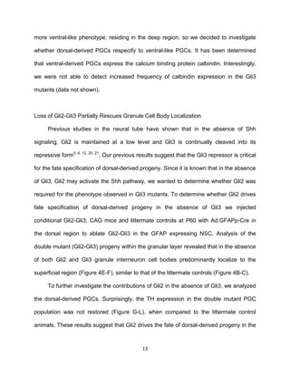 13
more ventral-like phenotype, residing in the deep region, so we decided to investigate
whether dorsal-derived PGCs respecify to ventral-like PGCs. It has been determined
that ventral-derived PGCs express the calcium binding protein calbindin. Interestingly,
we were not able to detect increased frequency of calbindin expression in the Gli3
mutants (data not shown).
Loss of Gli2-Gli3 Partially Rescues Granule Cell Body Localization
Previous studies in the neural tube have shown that in the absence of Shh
signaling, Gli2 is maintained at a low level and Gli3 is continually cleaved into its
repressive form5, 6, 12, 20, 21
. Our previous results suggest that the Gli3 repressor is critical
for the fate specification of dorsal-derived progeny. Since it is known that in the absence
of Gli3, Gli2 may activate the Shh pathway, we wanted to determine whether Gli2 was
required for the phenotype observed in Gli3 mutants. To determine whether Gli2 drives
fate specification of dorsal-derived progeny in the absence of Gli3 we injected
conditional Gli2-Gli3; CAG mice and littermate controls at P60 with Ad:GFAPp-Cre in
the dorsal region to ablate Gli2-Gli3 in the GFAP expressing NSC. Analysis of the
double mutant (Gli2-Gli3) progeny within the granular layer revealed that in the absence
of both Gli2 and Gli3 granule interneuron cell bodies predominantly localize to the
superficial region (Figure 4E-F), similar to that of the littermate controls (Figure 4B-C).
To further investigate the contributions of Gli2 in the absence of Gli3, we analyzed
the dorsal-derived PGCs. Surprisingly, the TH expression in the double mutant PGC
population was not restored (Figure G-L), when compared to the littermate control
animals. These results suggest that Gli2 drives the fate of dorsal-derived progeny in the
 