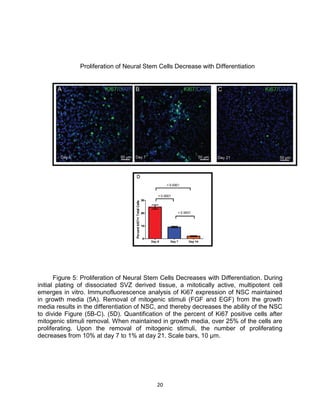 20
Proliferation of Neural Stem Cells Decrease with Differentiation
Figure 5: Proliferation of Neural Stem Cells Decreases with Differentiation. During
initial plating of dissociated SVZ derived tissue, a mitotically active, multipotent cell
emerges in vitro. Immunofluorescence analysis of Ki67 expression of NSC maintained
in growth media (5A). Removal of mitogenic stimuli (FGF and EGF) from the growth
media results in the differentiation of NSC, and thereby decreases the ability of the NSC
to divide Figure (5B-C). (5D). Quantification of the percent of Ki67 positive cells after
mitogenic stimuli removal. When maintained in growth media, over 25% of the cells are
proliferating. Upon the removal of mitogenic stimuli, the number of proliferating
decreases from 10% at day 7 to 1% at day 21. Scale bars, 10 µm.
 