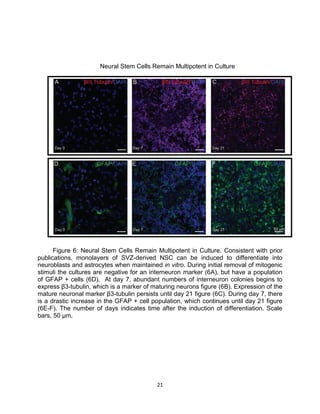 21
Neural Stem Cells Remain Multipotent in Culture
Figure 6: Neural Stem Cells Remain Multipotent in Culture. Consistent with prior
publications, monolayers of SVZ-derived NSC can be induced to differentiate into
neuroblasts and astrocytes when maintained in vitro. During initial removal of mitogenic
stimuli the cultures are negative for an interneuron marker (6A), but have a population
of GFAP + cells (6D). At day 7, abundant numbers of interneuron colonies begins to
express β3-tubulin, which is a marker of maturing neurons figure (6B). Expression of the
mature neuronal marker β3-tubulin persists until day 21 figure (6C). During day 7, there
is a drastic increase in the GFAP + cell population, which continues until day 21 figure
(6E-F). The number of days indicates time after the induction of differentiation. Scale
bars, 50 µm.
 