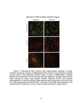 22
Maturation of NSC to Region Specific Progeny
Figure 7: SVZ-derived NSC maintain their region-specific potential in culture.
Confocal microscopy analysis of differentiated NSC cultures immunostained to identify
neurons (Dcx+), and astrocytes (GFAP+) after 21 days of differentiation. Cultures
derived from dorsal SVZ, and ventral SVZ generate these two cell types figure (7A-B).
When stained for neuron type specific markers Calbindin (7C-D), and Tyrosine
hydroxylase(7E-F) cultures exhibited region-specific neuron production, with most of the
TH+ cells being produced by Dorsal SVZ , and most of the CalB+ cells produced in the
Ventral SVZ (7I). Scale bars, 10 µm in Figure (7A-B) and 50 µm in Figure (7C-F) .
 