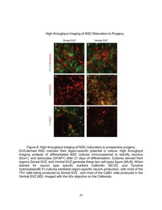 23
High throughput Imaging of NSC Maturation to Progeny
Figure 8: High throughput imaging of NSC maturation to prospective progeny.
SVZ-derived NSC maintain their region-specific potential in culture. High throughput
imaging analysis of differentiated NSC cultures immunostained to identify neurons
(Dcx+), and astrocytes (GFAP+) after 21 days of differentiation. Cultures derived from
regions Dorsal SVZ, and Ventral SVZ generate these two cell types figure (8A-B). When
stained for neuron type specific markers Calbindin (8C-D), and Tyrosine
hydroxylase(8E-F) cultures exhibited region-specific neuron production, with most of the
TH+ cells being produced by Dorsal SVZ , and most of the CalB+ cells produced in the
Ventral SVZ (8D). Imaged with the 40x objective on the Cellavista.
 