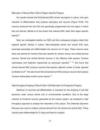 25
Maturation of Neural Stem Cells to Region Specific Progeny
Our results indicate that SVZ-derived NSC remain neurogenic in culture, and upon
induction of differentiation they produce astrocytes and neurons (Figure 7A-B). The
neurons produced from the SVZ are specifically programmed from the region in which
they are derived. Merkle et al has shown that cultured NSC retain their region specific
identity10
.
Next, we investigated whether our NSC and their subsequent progeny retain their
regional specific identity in culture. Micro-dissected dorsal and ventral SVZ were
expanded separately and differentiated into neurons for 21 days. These neurons were
fixed and stained for markers that were specific for ventral, dorsal, and medial derived
neurons. Dorsal and ventral derived neurons in the olfactory bulb express Tyrosine
hydroxylase and Calbindin respectively as previously reported 8, 10
. We found that
ventral derived NSC produce neurons that express calbindin similar to those reported
by Merkle et al10
. We also found that dorsal-derived NSC produce neurons that express
Tyrosine hydroxylase similar to prior reports 10
.
High-throughput Imaging of Neural Stem Cell Maturation to Prospective Progeny
Detection of neuronal cell differentiation is important for the studying of cell fate
decisions under various stimuli and or environmental conditions. Due to the large
colonies of immature neurons generated by the culture system, we employed a high
throughput approach to analyze the maturation of the culture. The Cellavista (Dynamic
Devices) was used to analyze cultures derived from the dorsal and ventral SVZ. These
cultures were differentiated for 21 days and fixed for analysis.
 