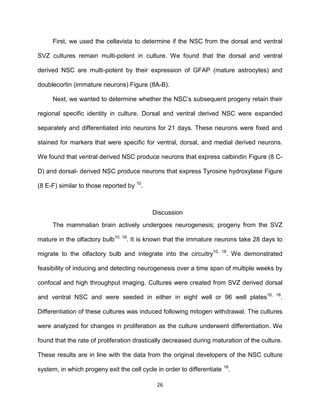 26
First, we used the cellavista to determine if the NSC from the dorsal and ventral
SVZ cultures remain multi-potent in culture. We found that the dorsal and ventral
derived NSC are multi-potent by their expression of GFAP (mature astrocytes) and
doublecortin (immature neurons) Figure (8A-B).
Next, we wanted to determine whether the NSC’s subsequent progeny retain their
regional specific identity in culture. Dorsal and ventral derived NSC were expanded
separately and differentiated into neurons for 21 days. These neurons were fixed and
stained for markers that were specific for ventral, dorsal, and medial derived neurons.
We found that ventral derived NSC produce neurons that express calbindin Figure (8 C-
D) and dorsal- derived NSC produce neurons that express Tyrosine hydroxylase Figure
(8 E-F) similar to those reported by 10
.
Discussion
The mammalian brain actively undergoes neurogenesis; progeny from the SVZ
mature in the olfactory bulb10, 18
. It is known that the immature neurons take 28 days to
migrate to the olfactory bulb and integrate into the circuitry10, 18
. We demonstrated
feasibility of inducing and detecting neurogenesis over a time span of multiple weeks by
confocal and high throughput imaging. Cultures were created from SVZ derived dorsal
and ventral NSC and were seeded in either in eight well or 96 well plates10, 18
.
Differentiation of these cultures was induced following mitogen withdrawal. The cultures
were analyzed for changes in proliferation as the culture underwent differentiation. We
found that the rate of proliferation drastically decreased during maturation of the culture.
These results are in line with the data from the original developers of the NSC culture
system, in which progeny exit the cell cycle in order to differentiate 18
.
 