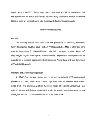 3
dorsal region of the SVZ17
. In this study, we focus on the role of Gli3 in proliferation and
fate specification of dorsal SVZ-derived neurons using conditional ablation to remove
Gli3 in a forebrain stem cell niche after Dorsal/Ventral patterning is complete.
Experimental Procedures
Animals
The following mouse lines were used and genotyped as previously described:
Gli3lox
(Huang et al Dev Dyn, 2008.) and Ai14lox
(Jackson Labs). Mice of either sex were
used for the analysis. To label proliferating cells, BrdU (10 mg ml-1
solution, 50 mg kg-1
body weight, Sigma) was injected intraperitoneally. Experiments were performed in
accordance to protocols approved by the Institutional Animal Care and Use Committee
at Vanderbilt University.
Injections and Adenovirus Preparation
Ad:GFAPpCre into was injected into dorsal and ventral adult SVZ as described
(Merkle et al., 2007) using 50 nl of virus. Injections used the following coordinates:
dorsal SVZ —0.5 anterior, 3.2 lateral, 1.8 deep, needle at 45 angle; ventral SVZ—0.5
anterior, 4.6 lateral, 3.3 deep, needle at 45 angle, the x and y coordinates were zeroed
at bregma, and the z coordinate was zeroed at the pial surface.
 