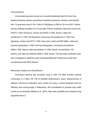 4
Immunostaining
Immunostainings were carried out on paraformaldehyde-fixed 50 micron free
floating Vibratome sections according to standard procedures. Sections were blocked
with 1% goat serum plus 0.10% Trition X-100(Sigma) in PBS for 30 min at 25 C, before
primary antibody incubation at 4 C overnight. Primary antibodies used were mouse anti-
GFAP (1:1000, Chemicon), chicken anti-GFAP (1:1000, Abcam), rabbit anti-
doublecortin (1:1000, Cell Signaling), Guinea pig anti-doublecortin (1:1000, Cell
Signaling), chicken anti-GFP (1:1000, Aves Labs), rabbit anti-RFP (MBL), rabbit anti-
tyrosine hydroxylase (1:1000, Pel-Freez Biologicals), monoclonal anti-calbindin
D28k(1:1000, Sigma), rabbi anti-calretinin (1:1000, Swant), rat anti-BrdU(1:100,
Abcam), and rabbi anti-calbindin D28k (1:1000, Swant). The secondary antibodies used
were conjugated to AlexaFluor dyes (Invitrogen/Molecular Probes) and nuclei were
counterstained with DAPI (Sigma).
Microscopic Analysis and Quantification
Fluorescent staining was visualized using a LSM 710 Meta Inverted confocal
microscope or a Nikon AZ 100 M widefield epifluorescent scope. Measurements of
olfactory interneuron localization were carried out using a custom-designed script for
Olfactory bulb scoring plugin in Metamorph, with normalization to granular layer width
carried out as described (Merkle et al., 2007). Data were quantified and analyzed using
GraphPad Prism 5.
 