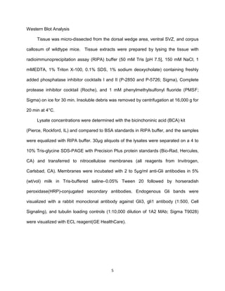 5
Western Blot Analysis
Tissue was micro-dissected from the dorsal wedge area, ventral SVZ, and corpus
callosum of wildtype mice. Tissue extracts were prepared by lysing the tissue with
radioimmunoprecipitation assay (RIPA) buffer (50 mM Tris [pH 7.5], 150 mM NaCl, 1
mMEDTA, 1% Triton X-100, 0.1% SDS, 1% sodium deoxycholate) containing freshly
added phosphatase inhibitor cocktails I and II (P-2850 and P-5726; Sigma), Complete
protease inhibitor cocktail (Roche), and 1 mM phenylmethylsulfonyl fluoride (PMSF;
Sigma) on ice for 30 min. Insoluble debris was removed by centrifugation at 16,000 g for
20 min at 4°C.
Lysate concentrations were determined with the bicinchoninic acid (BCA) kit
(Pierce, Rockford, IL) and compared to BSA standards in RIPA buffer, and the samples
were equalized with RIPA buffer. 30µg aliquots of the lysates were separated on a 4 to
10% Tris-glycine SDS-PAGE with Precision Plus protein standards (Bio-Rad, Hercules,
CA) and transferred to nitrocellulose membranes (all reagents from Invitrogen,
Carlsbad, CA). Membranes were incubated with 2 to 5µg/ml anti-Gli antibodies in 5%
(wt/vol) milk in Tris-buffered saline–0.05% Tween 20 followed by horseradish
peroxidase(HRP)-conjugated secondary antibodies. Endogenous Gli bands were
visualized with a rabbit monoclonal antibody against Gli3, gli1 antibody (1:500, Cell
Signaling), and tubulin loading controls (1:10,000 dilution of 1A2 MAb; Sigma T9028)
were visualized with ECL reagent(GE HealthCare).
 
