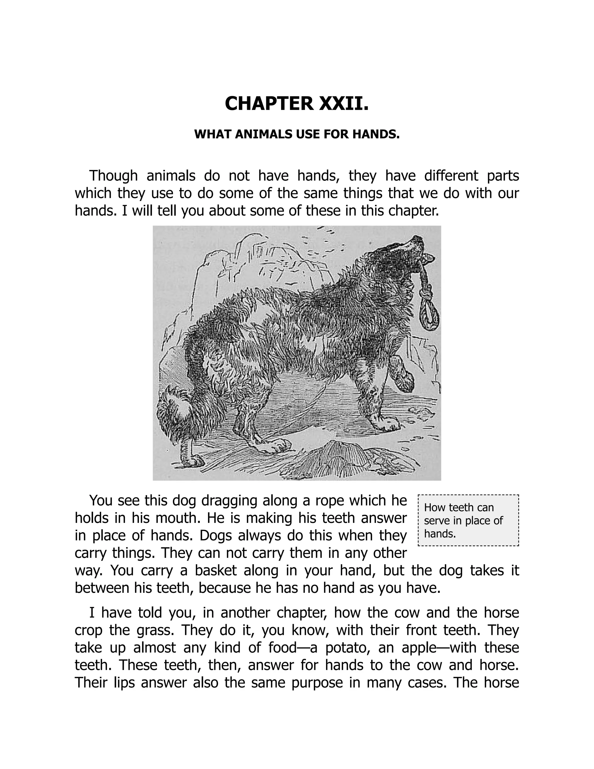 How teeth can
serve in place of
hands.
CHAPTER XXII.
WHAT ANIMALS USE FOR HANDS.
Though animals do not have hands, they have different parts
which they use to do some of the same things that we do with our
hands. I will tell you about some of these in this chapter.
You see this dog dragging along a rope which he
holds in his mouth. He is making his teeth answer
in place of hands. Dogs always do this when they
carry things. They can not carry them in any other
way. You carry a basket along in your hand, but the dog takes it
between his teeth, because he has no hand as you have.
I have told you, in another chapter, how the cow and the horse
crop the grass. They do it, you know, with their front teeth. They
take up almost any kind of food—a potato, an apple—with these
teeth. These teeth, then, answer for hands to the cow and horse.
Their lips answer also the same purpose in many cases. The horse
 