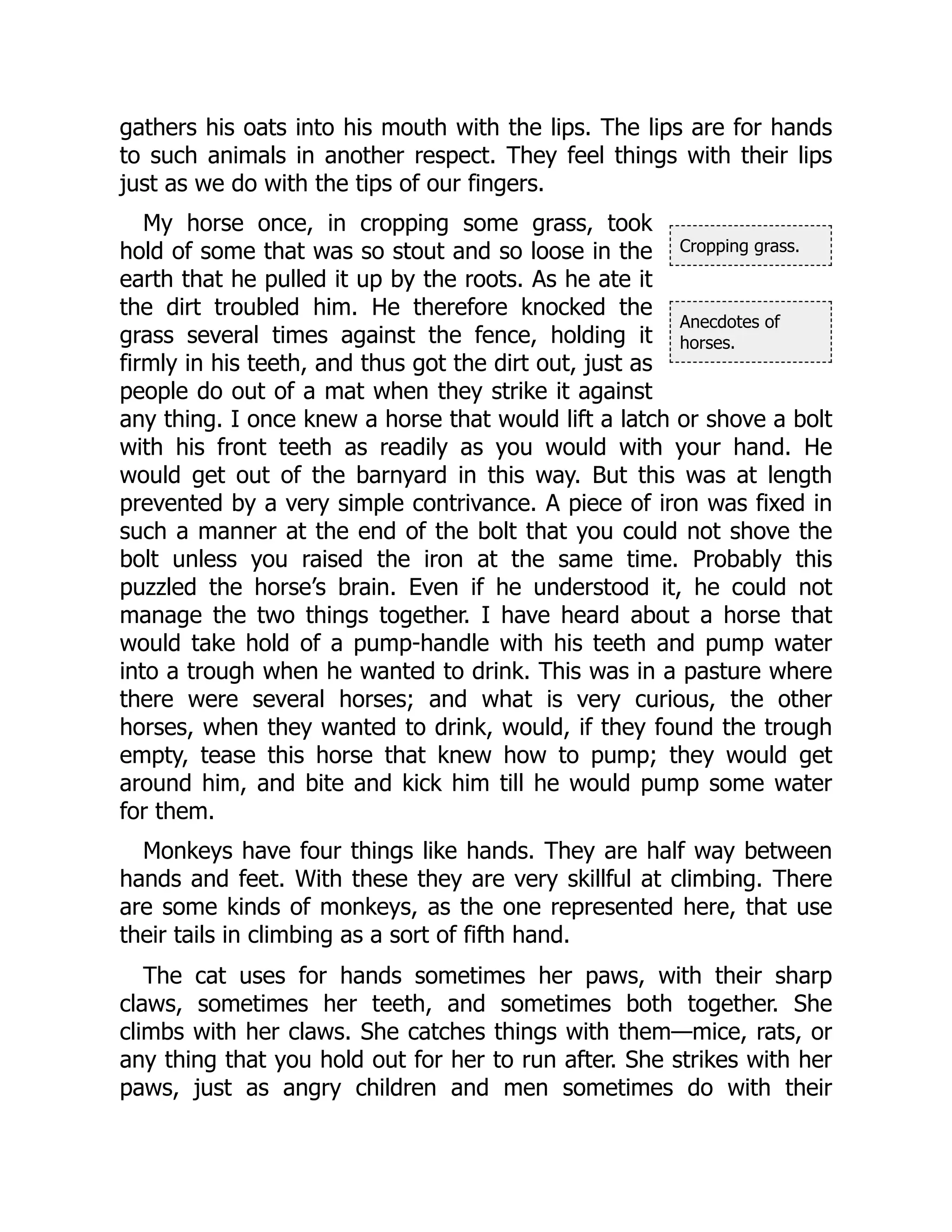 Cropping grass.
Anecdotes of
horses.
gathers his oats into his mouth with the lips. The lips are for hands
to such animals in another respect. They feel things with their lips
just as we do with the tips of our fingers.
My horse once, in cropping some grass, took
hold of some that was so stout and so loose in the
earth that he pulled it up by the roots. As he ate it
the dirt troubled him. He therefore knocked the
grass several times against the fence, holding it
firmly in his teeth, and thus got the dirt out, just as
people do out of a mat when they strike it against
any thing. I once knew a horse that would lift a latch or shove a bolt
with his front teeth as readily as you would with your hand. He
would get out of the barnyard in this way. But this was at length
prevented by a very simple contrivance. A piece of iron was fixed in
such a manner at the end of the bolt that you could not shove the
bolt unless you raised the iron at the same time. Probably this
puzzled the horse’s brain. Even if he understood it, he could not
manage the two things together. I have heard about a horse that
would take hold of a pump-handle with his teeth and pump water
into a trough when he wanted to drink. This was in a pasture where
there were several horses; and what is very curious, the other
horses, when they wanted to drink, would, if they found the trough
empty, tease this horse that knew how to pump; they would get
around him, and bite and kick him till he would pump some water
for them.
Monkeys have four things like hands. They are half way between
hands and feet. With these they are very skillful at climbing. There
are some kinds of monkeys, as the one represented here, that use
their tails in climbing as a sort of fifth hand.
The cat uses for hands sometimes her paws, with their sharp
claws, sometimes her teeth, and sometimes both together. She
climbs with her claws. She catches things with them—mice, rats, or
any thing that you hold out for her to run after. She strikes with her
paws, just as angry children and men sometimes do with their
 