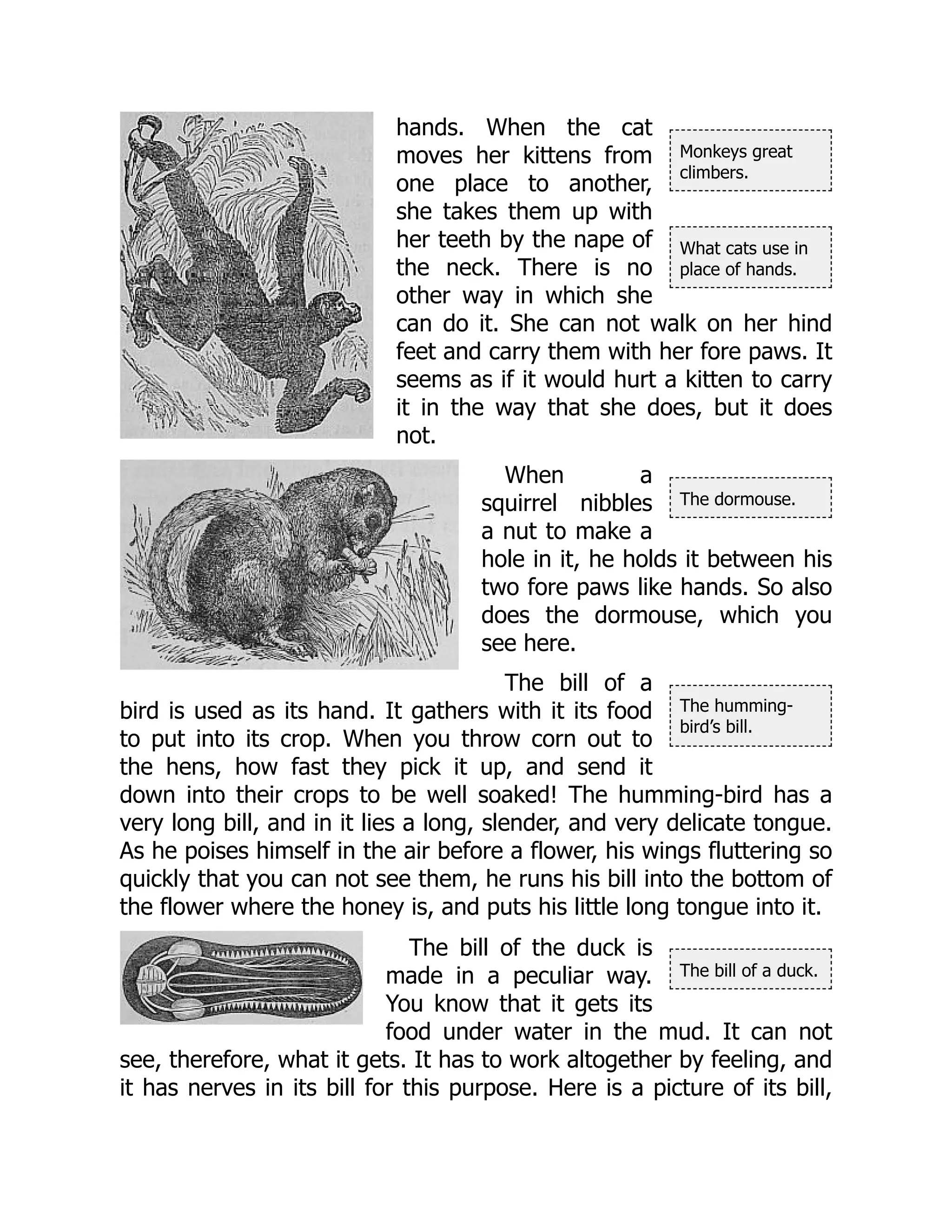 Monkeys great
climbers.
What cats use in
place of hands.
The dormouse.
The humming-
bird’s bill.
The bill of a duck.
hands. When the cat
moves her kittens from
one place to another,
she takes them up with
her teeth by the nape of
the neck. There is no
other way in which she
can do it. She can not walk on her hind
feet and carry them with her fore paws. It
seems as if it would hurt a kitten to carry
it in the way that she does, but it does
not.
When a
squirrel nibbles
a nut to make a
hole in it, he holds it between his
two fore paws like hands. So also
does the dormouse, which you
see here.
The bill of a
bird is used as its hand. It gathers with it its food
to put into its crop. When you throw corn out to
the hens, how fast they pick it up, and send it
down into their crops to be well soaked! The humming-bird has a
very long bill, and in it lies a long, slender, and very delicate tongue.
As he poises himself in the air before a flower, his wings fluttering so
quickly that you can not see them, he runs his bill into the bottom of
the flower where the honey is, and puts his little long tongue into it.
The bill of the duck is
made in a peculiar way.
You know that it gets its
food under water in the mud. It can not
see, therefore, what it gets. It has to work altogether by feeling, and
it has nerves in its bill for this purpose. Here is a picture of its bill,
 