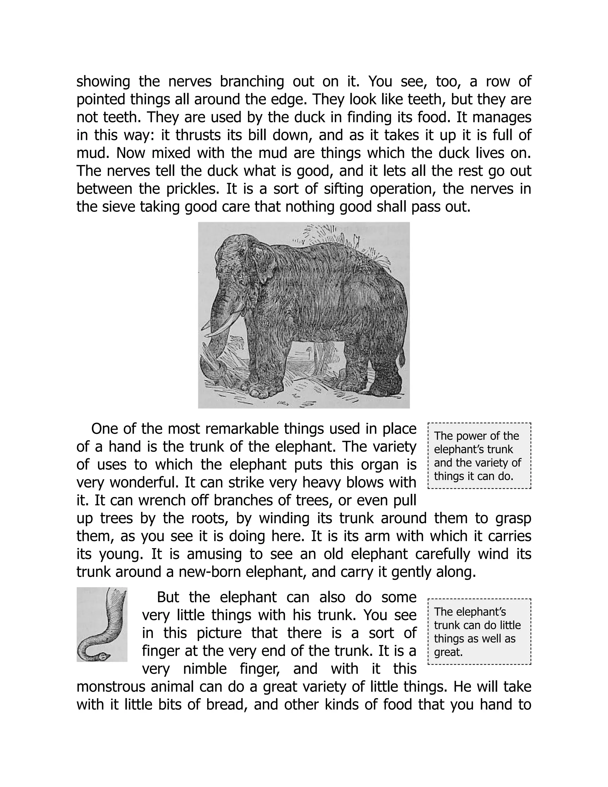 The power of the
elephant’s trunk
and the variety of
things it can do.
The elephant’s
trunk can do little
things as well as
great.
showing the nerves branching out on it. You see, too, a row of
pointed things all around the edge. They look like teeth, but they are
not teeth. They are used by the duck in finding its food. It manages
in this way: it thrusts its bill down, and as it takes it up it is full of
mud. Now mixed with the mud are things which the duck lives on.
The nerves tell the duck what is good, and it lets all the rest go out
between the prickles. It is a sort of sifting operation, the nerves in
the sieve taking good care that nothing good shall pass out.
One of the most remarkable things used in place
of a hand is the trunk of the elephant. The variety
of uses to which the elephant puts this organ is
very wonderful. It can strike very heavy blows with
it. It can wrench off branches of trees, or even pull
up trees by the roots, by winding its trunk around them to grasp
them, as you see it is doing here. It is its arm with which it carries
its young. It is amusing to see an old elephant carefully wind its
trunk around a new-born elephant, and carry it gently along.
But the elephant can also do some
very little things with his trunk. You see
in this picture that there is a sort of
finger at the very end of the trunk. It is a
very nimble finger, and with it this
monstrous animal can do a great variety of little things. He will take
with it little bits of bread, and other kinds of food that you hand to
 