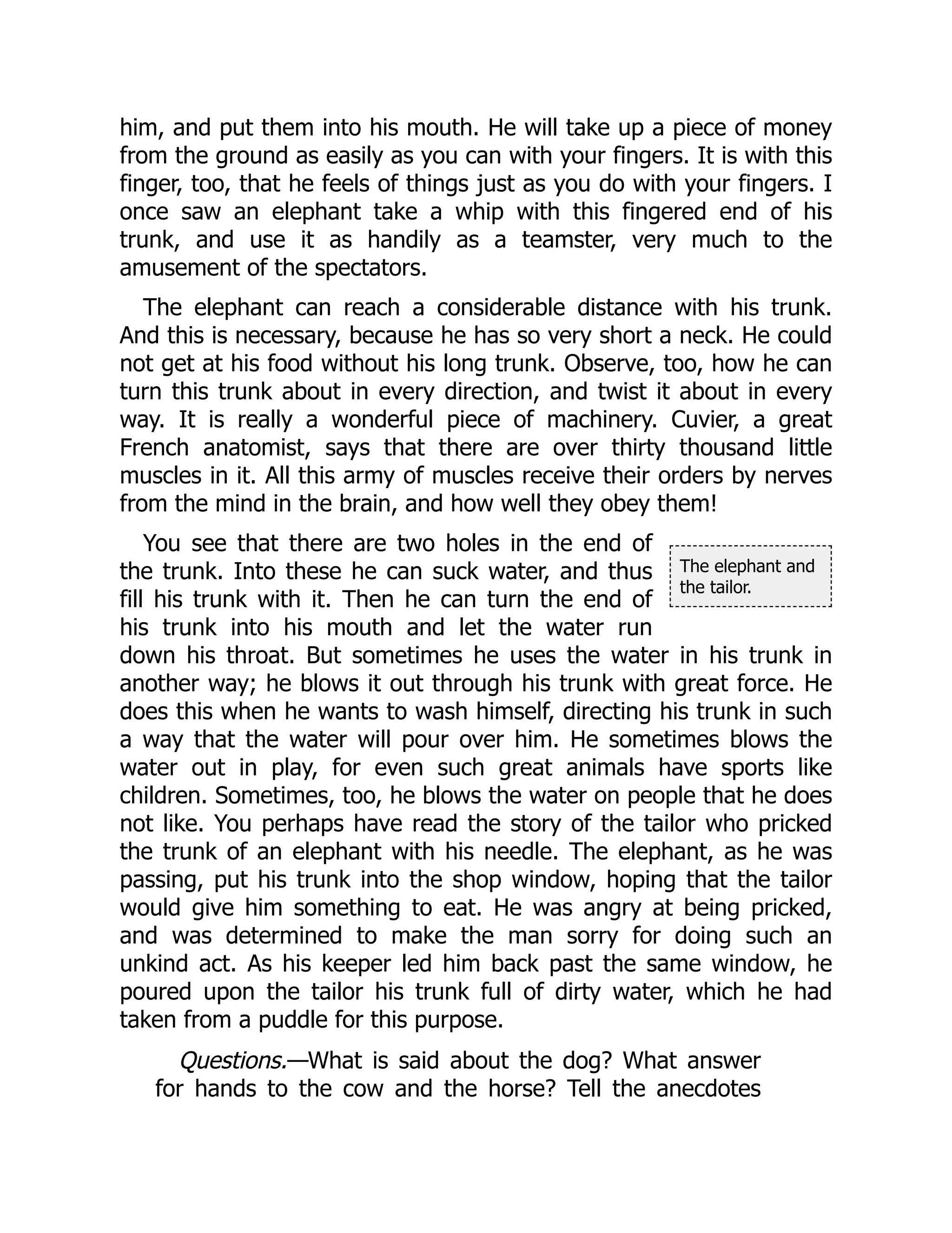 The elephant and
the tailor.
him, and put them into his mouth. He will take up a piece of money
from the ground as easily as you can with your fingers. It is with this
finger, too, that he feels of things just as you do with your fingers. I
once saw an elephant take a whip with this fingered end of his
trunk, and use it as handily as a teamster, very much to the
amusement of the spectators.
The elephant can reach a considerable distance with his trunk.
And this is necessary, because he has so very short a neck. He could
not get at his food without his long trunk. Observe, too, how he can
turn this trunk about in every direction, and twist it about in every
way. It is really a wonderful piece of machinery. Cuvier, a great
French anatomist, says that there are over thirty thousand little
muscles in it. All this army of muscles receive their orders by nerves
from the mind in the brain, and how well they obey them!
You see that there are two holes in the end of
the trunk. Into these he can suck water, and thus
fill his trunk with it. Then he can turn the end of
his trunk into his mouth and let the water run
down his throat. But sometimes he uses the water in his trunk in
another way; he blows it out through his trunk with great force. He
does this when he wants to wash himself, directing his trunk in such
a way that the water will pour over him. He sometimes blows the
water out in play, for even such great animals have sports like
children. Sometimes, too, he blows the water on people that he does
not like. You perhaps have read the story of the tailor who pricked
the trunk of an elephant with his needle. The elephant, as he was
passing, put his trunk into the shop window, hoping that the tailor
would give him something to eat. He was angry at being pricked,
and was determined to make the man sorry for doing such an
unkind act. As his keeper led him back past the same window, he
poured upon the tailor his trunk full of dirty water, which he had
taken from a puddle for this purpose.
Questions.—What is said about the dog? What answer
for hands to the cow and the horse? Tell the anecdotes
 