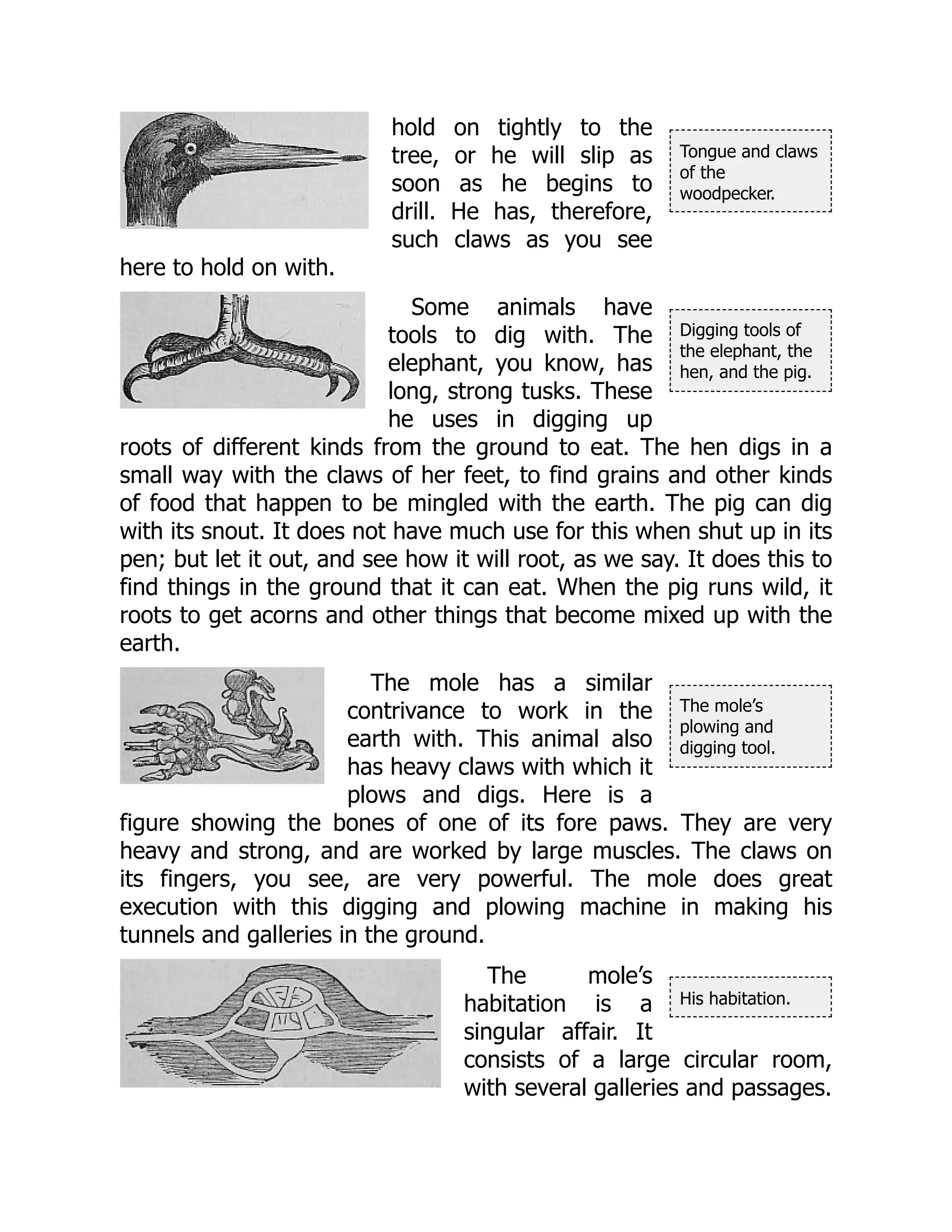 Tongue and claws
of the
woodpecker.
Digging tools of
the elephant, the
hen, and the pig.
The mole’s
plowing and
digging tool.
His habitation.
hold on tightly to the
tree, or he will slip as
soon as he begins to
drill. He has, therefore,
such claws as you see
here to hold on with.
Some animals have
tools to dig with. The
elephant, you know, has
long, strong tusks. These
he uses in digging up
roots of different kinds from the ground to eat. The hen digs in a
small way with the claws of her feet, to find grains and other kinds
of food that happen to be mingled with the earth. The pig can dig
with its snout. It does not have much use for this when shut up in its
pen; but let it out, and see how it will root, as we say. It does this to
find things in the ground that it can eat. When the pig runs wild, it
roots to get acorns and other things that become mixed up with the
earth.
The mole has a similar
contrivance to work in the
earth with. This animal also
has heavy claws with which it
plows and digs. Here is a
figure showing the bones of one of its fore paws. They are very
heavy and strong, and are worked by large muscles. The claws on
its fingers, you see, are very powerful. The mole does great
execution with this digging and plowing machine in making his
tunnels and galleries in the ground.
The mole’s
habitation is a
singular affair. It
consists of a large circular room,
with several galleries and passages.
 