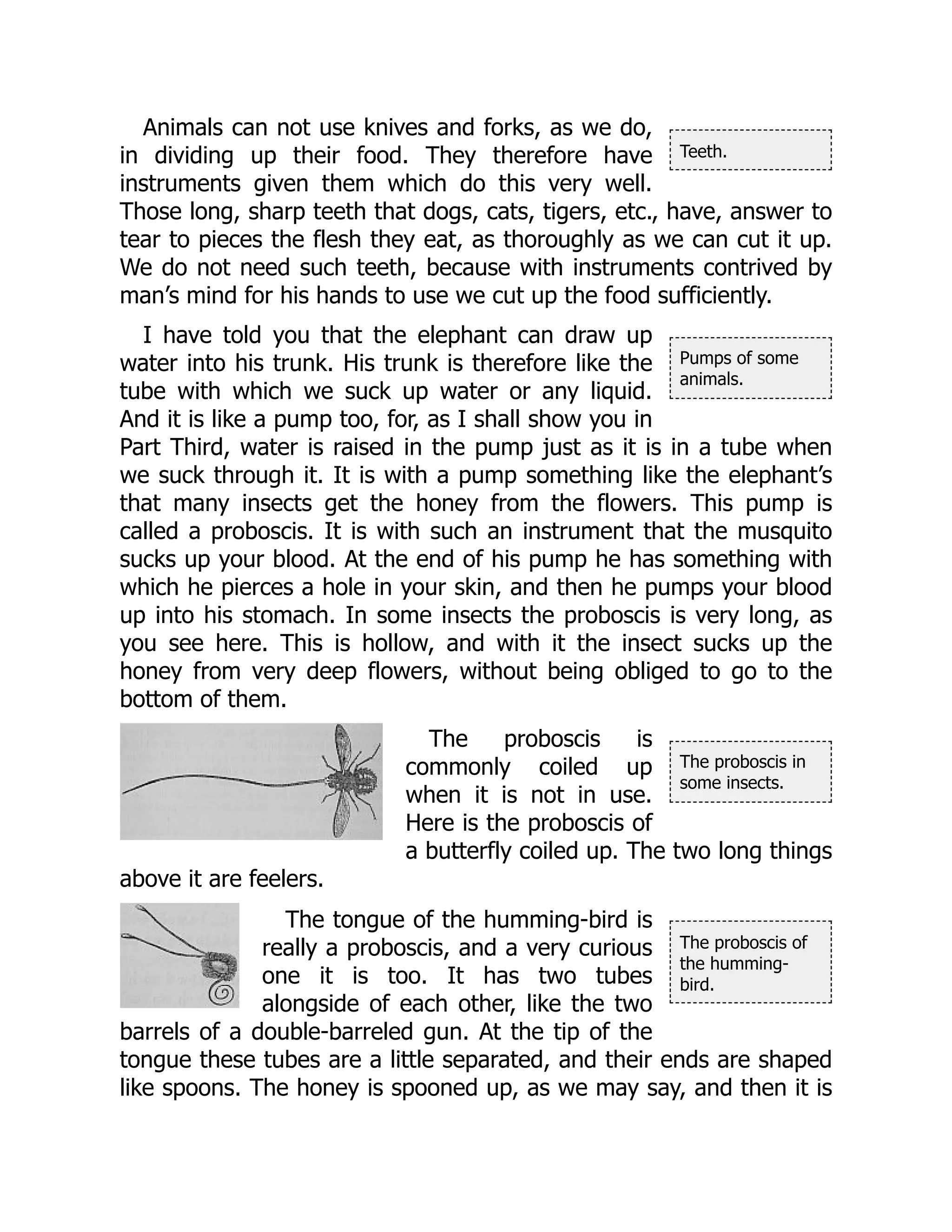 Teeth.
Pumps of some
animals.
The proboscis in
some insects.
The proboscis of
the humming-
bird.
Animals can not use knives and forks, as we do,
in dividing up their food. They therefore have
instruments given them which do this very well.
Those long, sharp teeth that dogs, cats, tigers, etc., have, answer to
tear to pieces the flesh they eat, as thoroughly as we can cut it up.
We do not need such teeth, because with instruments contrived by
man’s mind for his hands to use we cut up the food sufficiently.
I have told you that the elephant can draw up
water into his trunk. His trunk is therefore like the
tube with which we suck up water or any liquid.
And it is like a pump too, for, as I shall show you in
Part Third, water is raised in the pump just as it is in a tube when
we suck through it. It is with a pump something like the elephant’s
that many insects get the honey from the flowers. This pump is
called a proboscis. It is with such an instrument that the musquito
sucks up your blood. At the end of his pump he has something with
which he pierces a hole in your skin, and then he pumps your blood
up into his stomach. In some insects the proboscis is very long, as
you see here. This is hollow, and with it the insect sucks up the
honey from very deep flowers, without being obliged to go to the
bottom of them.
The proboscis is
commonly coiled up
when it is not in use.
Here is the proboscis of
a butterfly coiled up. The two long things
above it are feelers.
The tongue of the humming-bird is
really a proboscis, and a very curious
one it is too. It has two tubes
alongside of each other, like the two
barrels of a double-barreled gun. At the tip of the
tongue these tubes are a little separated, and their ends are shaped
like spoons. The honey is spooned up, as we may say, and then it is
 