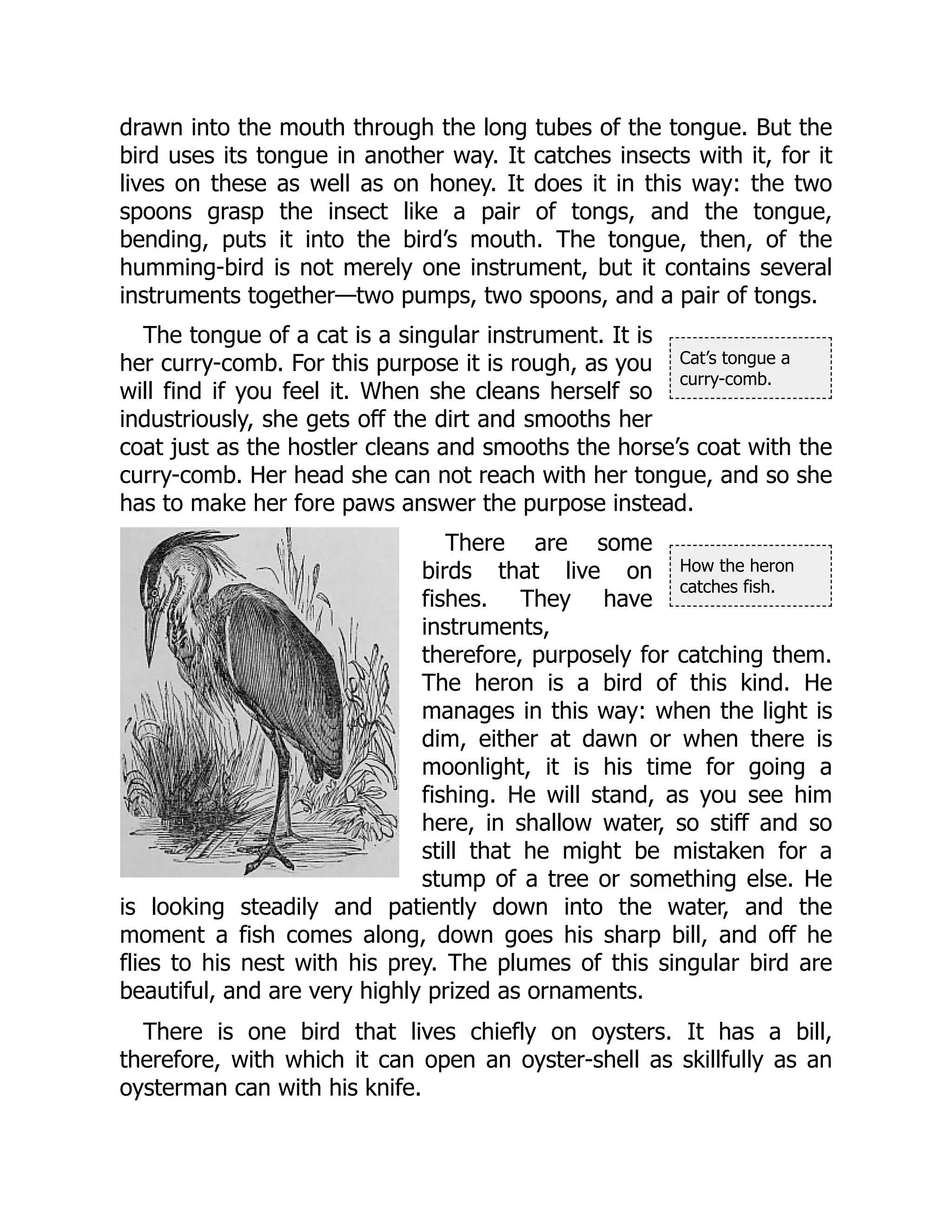 Cat’s tongue a
curry-comb.
How the heron
catches fish.
drawn into the mouth through the long tubes of the tongue. But the
bird uses its tongue in another way. It catches insects with it, for it
lives on these as well as on honey. It does it in this way: the two
spoons grasp the insect like a pair of tongs, and the tongue,
bending, puts it into the bird’s mouth. The tongue, then, of the
humming-bird is not merely one instrument, but it contains several
instruments together—two pumps, two spoons, and a pair of tongs.
The tongue of a cat is a singular instrument. It is
her curry-comb. For this purpose it is rough, as you
will find if you feel it. When she cleans herself so
industriously, she gets off the dirt and smooths her
coat just as the hostler cleans and smooths the horse’s coat with the
curry-comb. Her head she can not reach with her tongue, and so she
has to make her fore paws answer the purpose instead.
There are some
birds that live on
fishes. They have
instruments,
therefore, purposely for catching them.
The heron is a bird of this kind. He
manages in this way: when the light is
dim, either at dawn or when there is
moonlight, it is his time for going a
fishing. He will stand, as you see him
here, in shallow water, so stiff and so
still that he might be mistaken for a
stump of a tree or something else. He
is looking steadily and patiently down into the water, and the
moment a fish comes along, down goes his sharp bill, and off he
flies to his nest with his prey. The plumes of this singular bird are
beautiful, and are very highly prized as ornaments.
There is one bird that lives chiefly on oysters. It has a bill,
therefore, with which it can open an oyster-shell as skillfully as an
oysterman can with his knife.
 